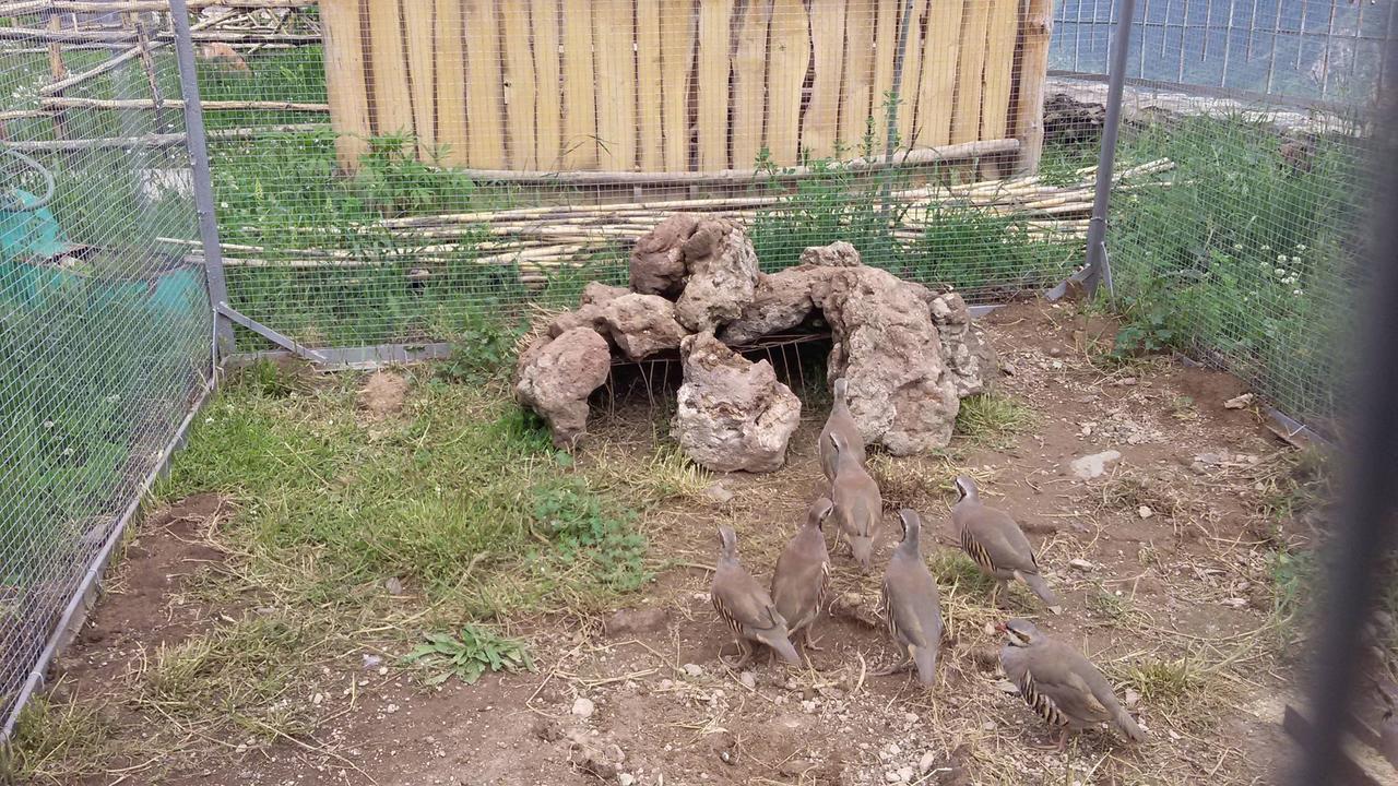 Dzorak Hotel Halidzor Екстериор снимка